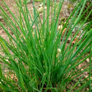 chives 2