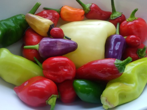 peppers-from-emily-2